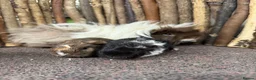 Guinea Pig rodents for sale: Gorgeous baby boys! - Advert 4