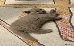 British Shorthair cats for sale: Gorgeous Kittens Ready to Find Their Forever Homes - Image 29