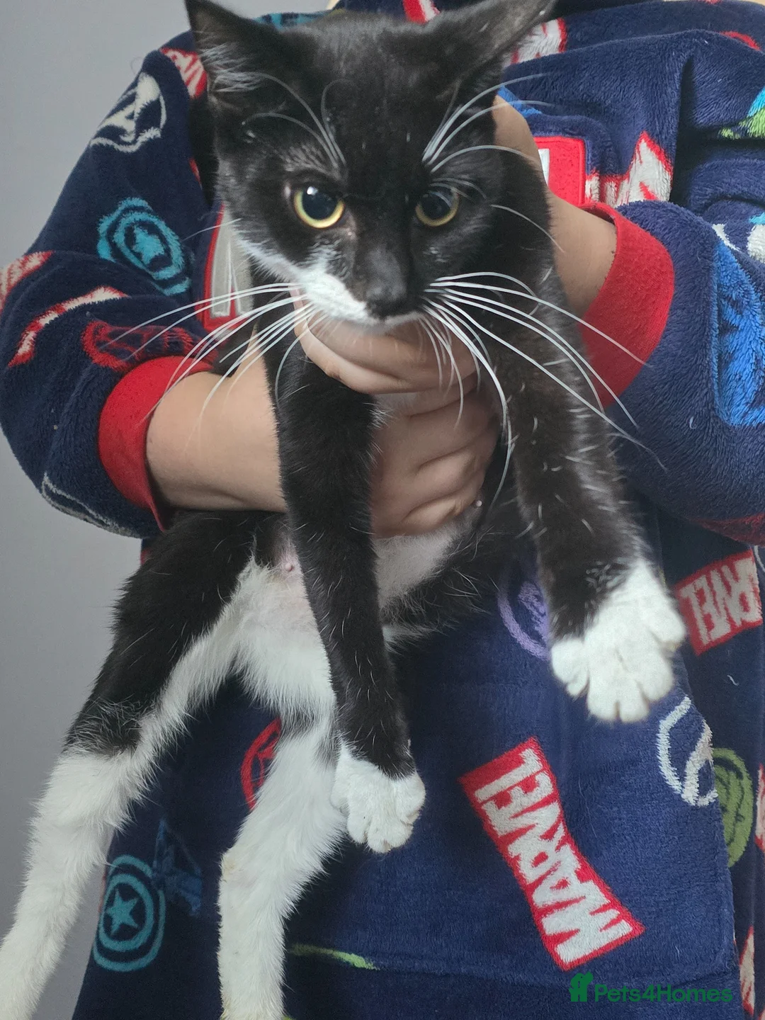 Domestic Shorthair cats for sale: Kittens  - Advert 1