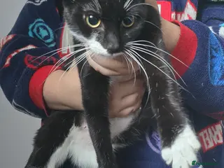 Domestic Shorthair cats Kittens - Advert 1