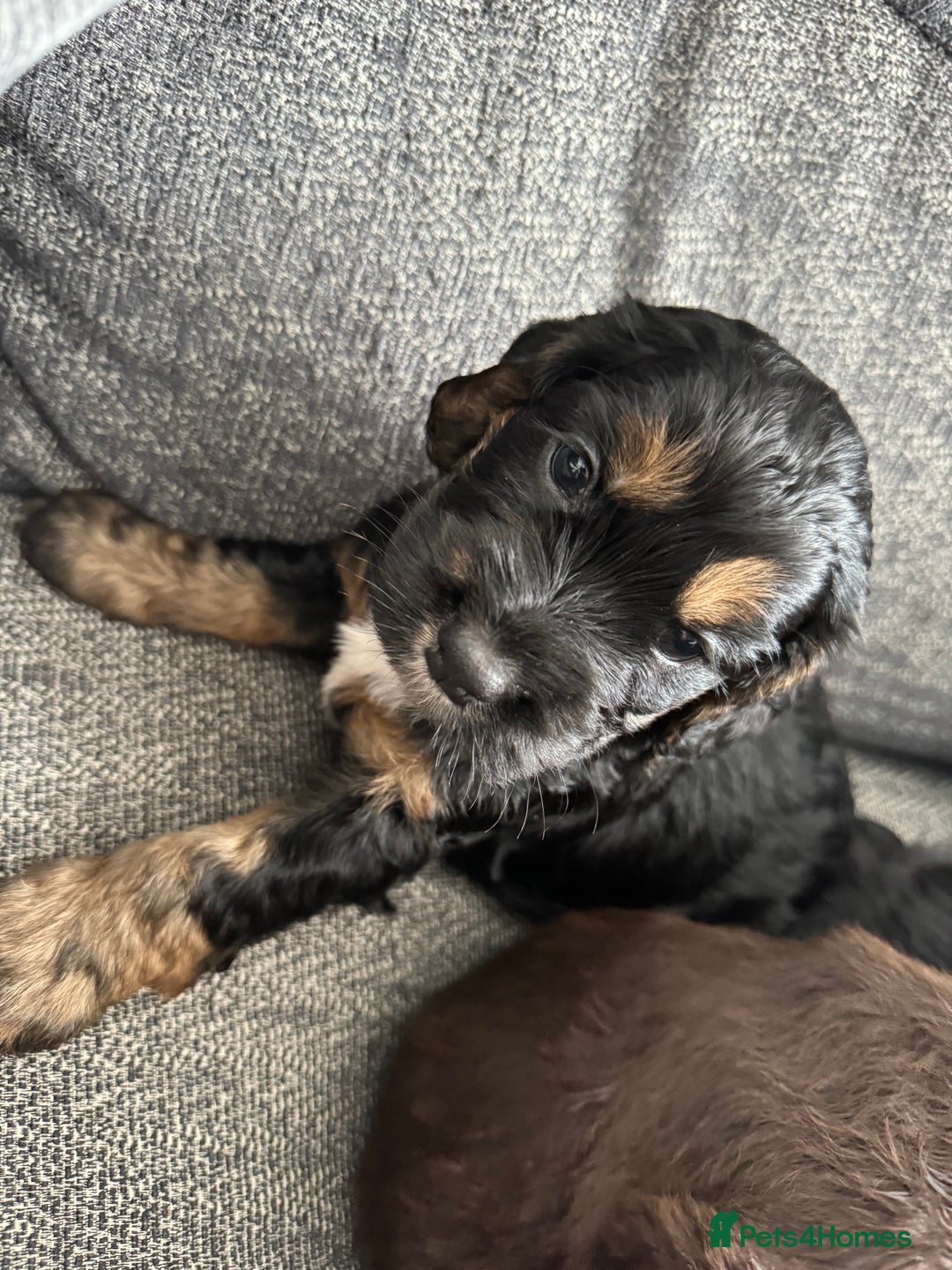 Cockapoo dogs for sale: Cockapoo Puppies - Image 4