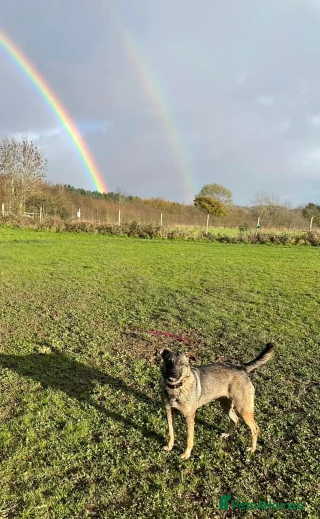 Mixed Breed dogs for adoption: Luna was stood up.... in Kidderminster - Advert 4