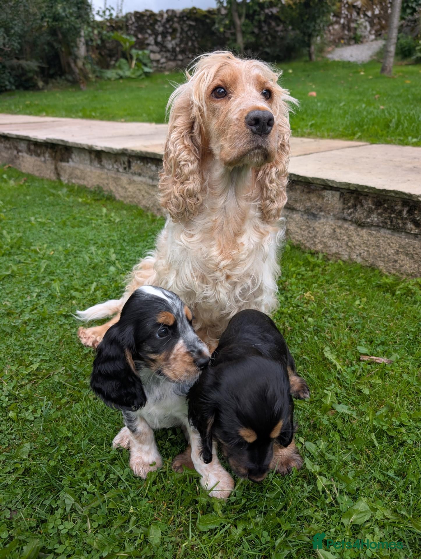 Cocker Spaniel dogs For sale - Advert 1