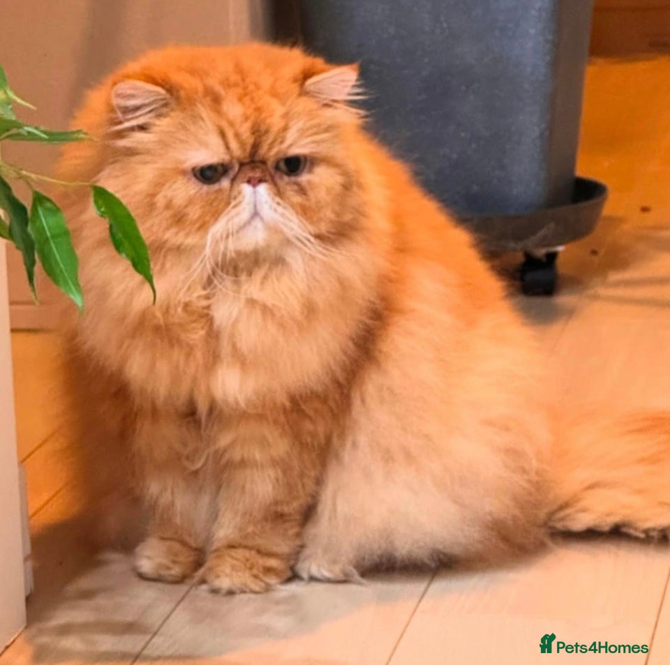 Persian cats GCCF Active Persian GingerRed cream Garfield stud  in Gerrards Cross - Advert 15