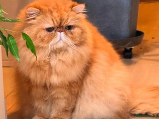 Persian cats in Gerrards Cross - Advert 35