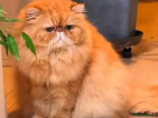 Persian cats GCCF Active Persian Exotic stud-PKD/PRA&FELV clear in Gerrards Cross - Advert 7