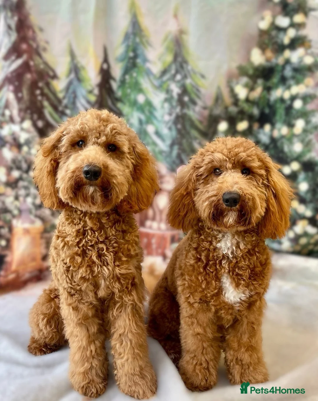 Cockapoo dogs for sale: Two Cockapoo (9 month)  - Advert 1