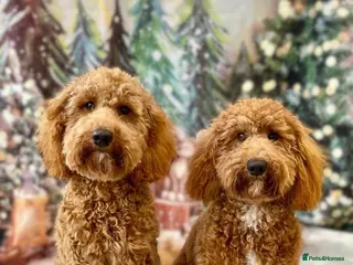 Cockapoo dogs Two Cockapoo (9 month) - Advert 3