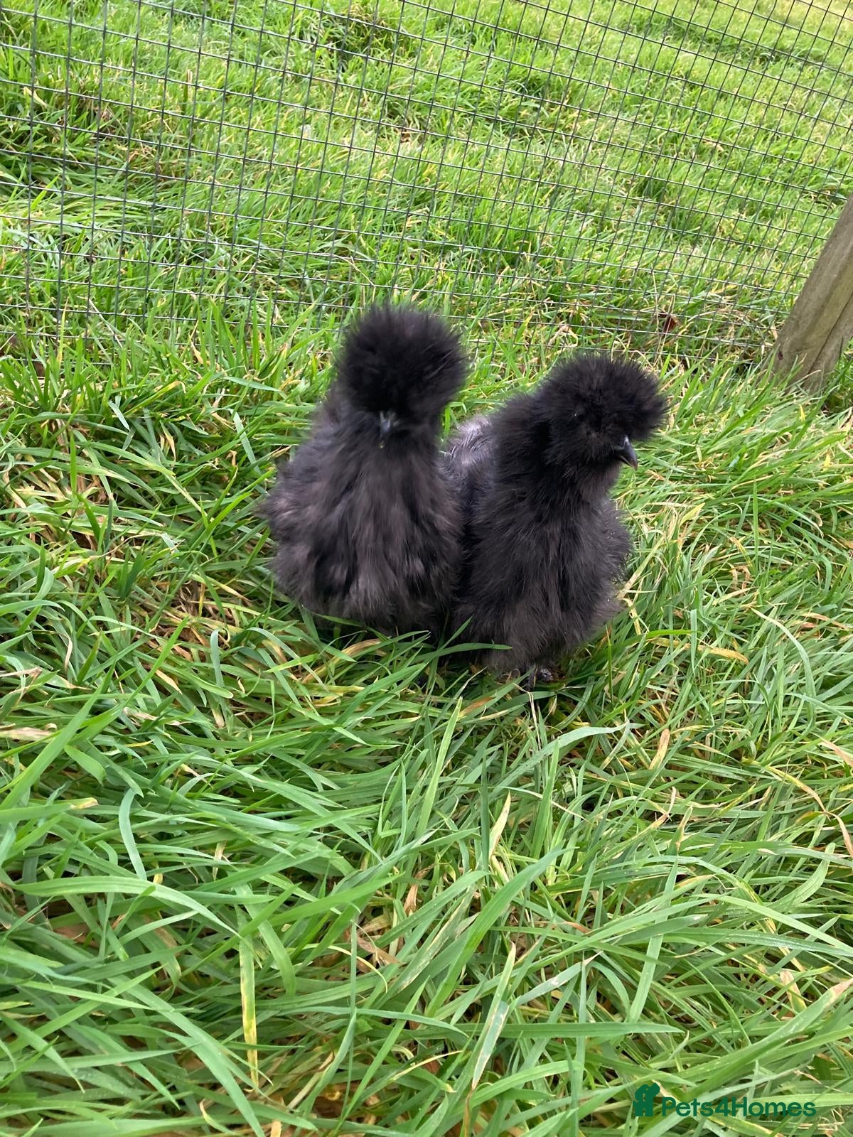 Chickens poultry Various chickens - Advert 2