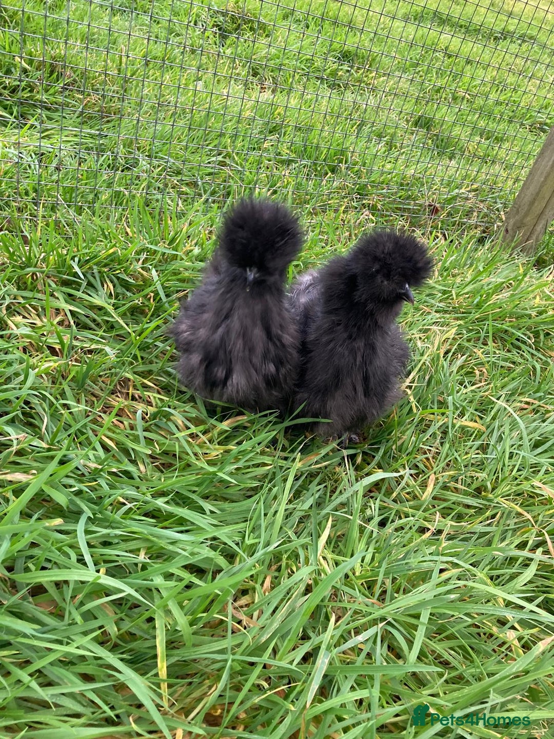 Chickens poultry for sale: Various chickens - Advert 1