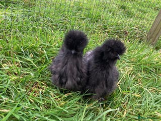 Chickens poultry Various chickens - Advert 3