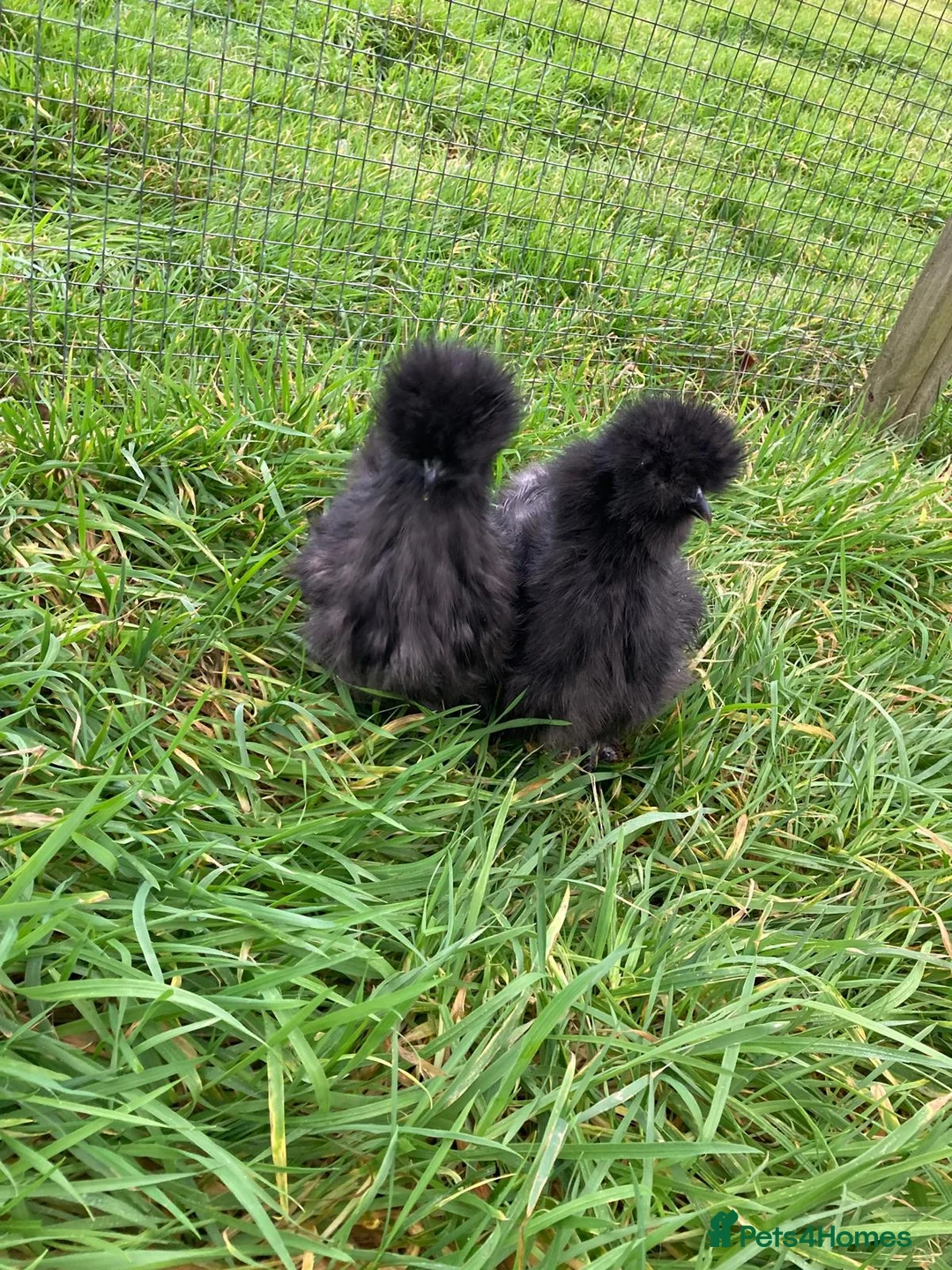 Chickens poultry for sale: Various chickens - Advert 1