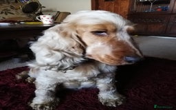 Cocker Spaniel dogs for sale: Well bred KC registered Show Cocker Spaniels - Image 11