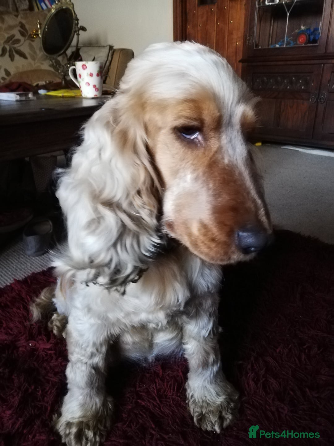 Cocker Spaniel dogs for sale: Well bred KC registered Show Cocker Spaniels - Image 11