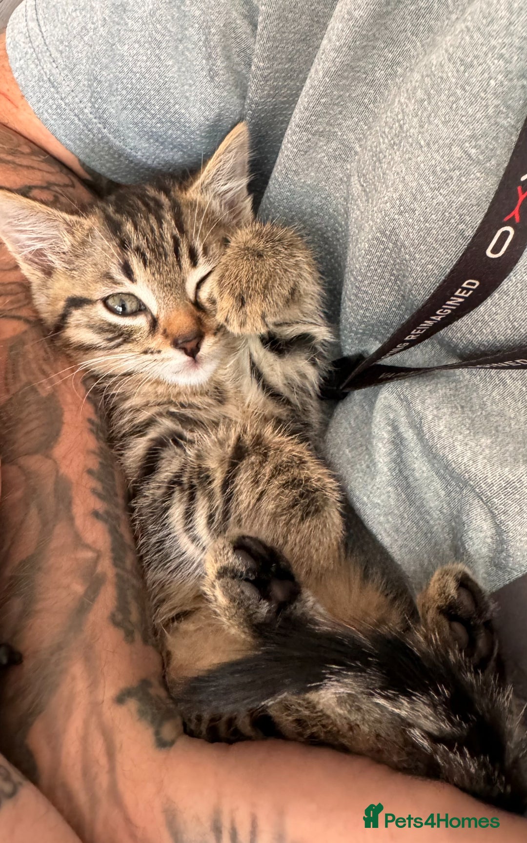 Domestic Shorthair cats for sale: Adorable 8 week old Kittens  - Image 2