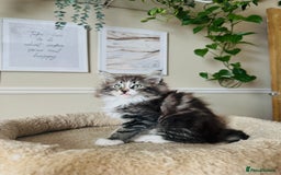 Norwegian Forest Cat cats for sale: Full FIFe pedigree Norwegian Forest Kittens  in Normanton - Image 35