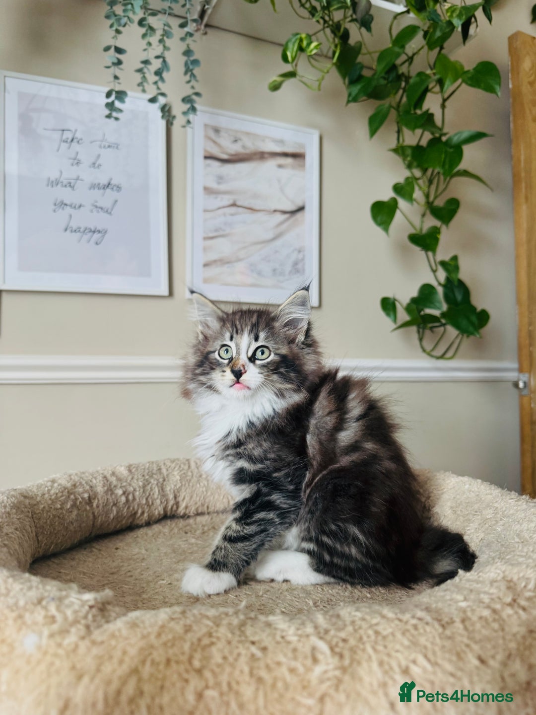 Norwegian Forest Cat cats for sale: Full FIFe pedigree Norwegian Forest Kittens  in Normanton - Image 35