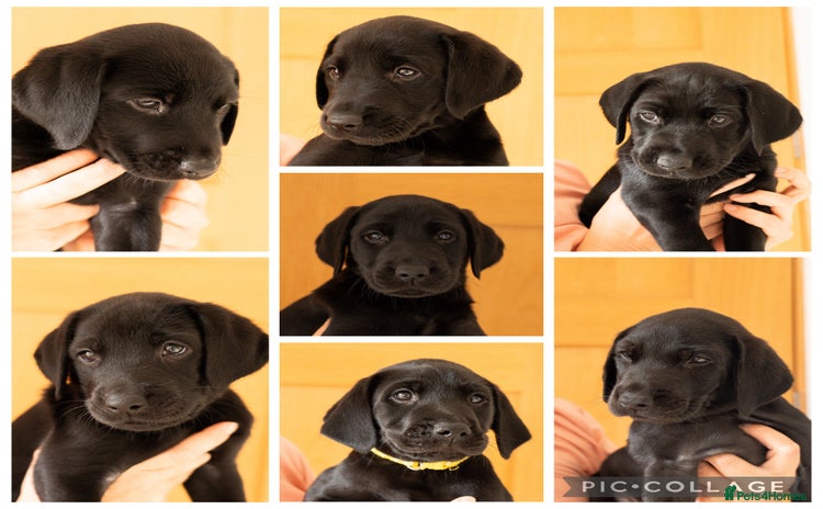 Labrador Retriever dogs - Advert 5