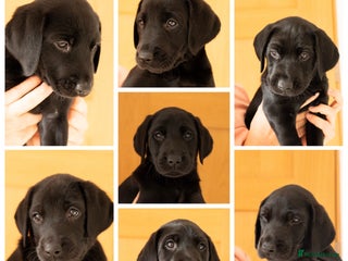 Labrador Retriever dogs - Advert 6