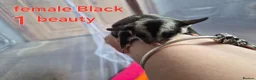 Sugar Glider rodents for sale: Sugar glider joeys ready to reserve  - Advert 12