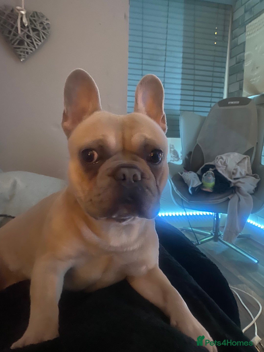 French Bulldog dogs for stud: Frenchie for Stud pure breed with papers - Image 3