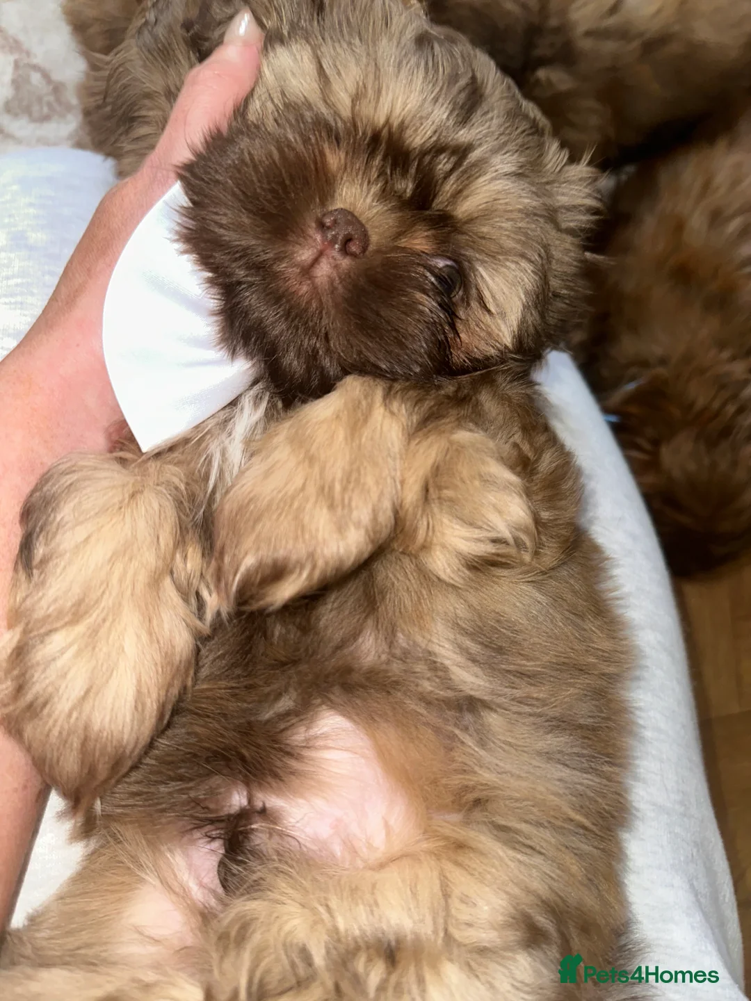 Shih Tzu dogs for sale: Stunning Karashishi Shih tzus - Advert 17