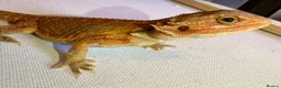 Bearded Dragon reptiles for sale: Stunning baby bearded dragons  - Advert 14