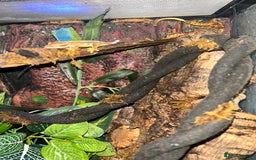 Gecko reptiles for sale: Baby/ juvenile Crested Geckos  - Image 3