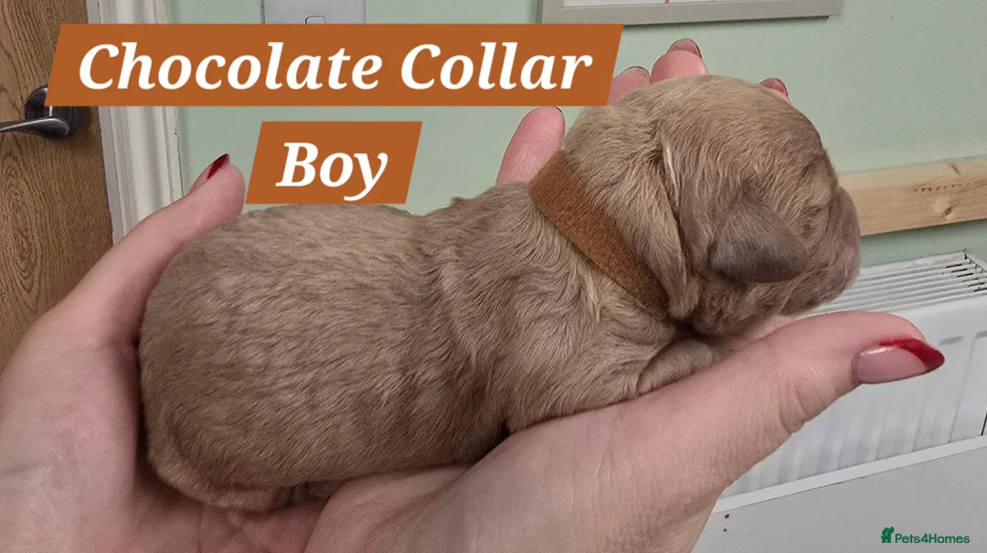 Cavachon dogs for sale: F1 Cavapoochons for sale! - Advert 5