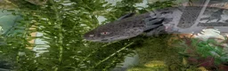 Other/Mixed Breed fish for sale: Beautiful Bellatrix the Axolotl  - Advert 4