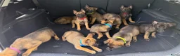 Belgian Shepherd Dog dogs for sale: Belgium Mali pups - Advert 7