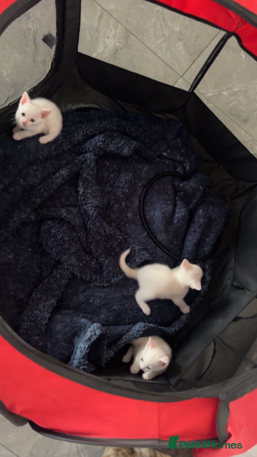 Domestic Shorthair cats for sale: KITTENS FOR SALE  - Image 1