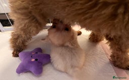 Maltipoo dogs for sale: Tea cup/ pocket puppy Maltipoo girl 🩷 - Image 18