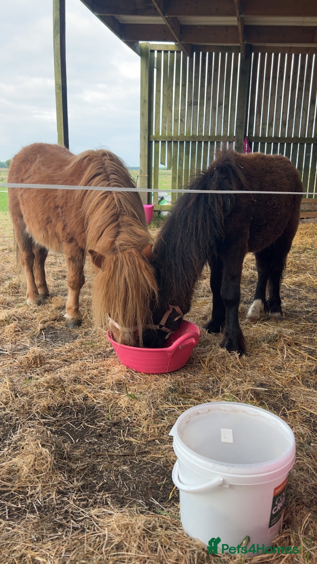 Shetland pony horses for sale: Shetland ponys  - Image 3