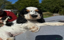 Cocker Spaniel dogs for sale: Show Cocker Spaniels - KC registered - Image 6
