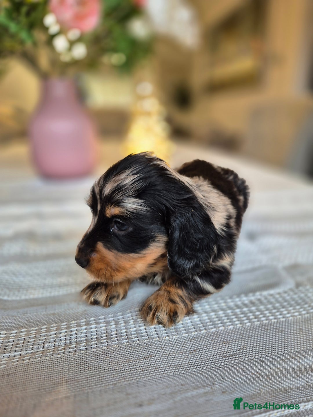 Dachshund dogs for sale: 💙Miniature Dachshund puppies! First litter!🩷  - Advert 4