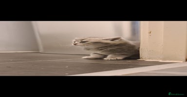 British Shorthair cats - Advert 3