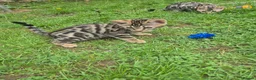 Bengal cats for sale: Brown Charcoal Bengals – Girl & Boy – Reserve🥰 - Advert 10