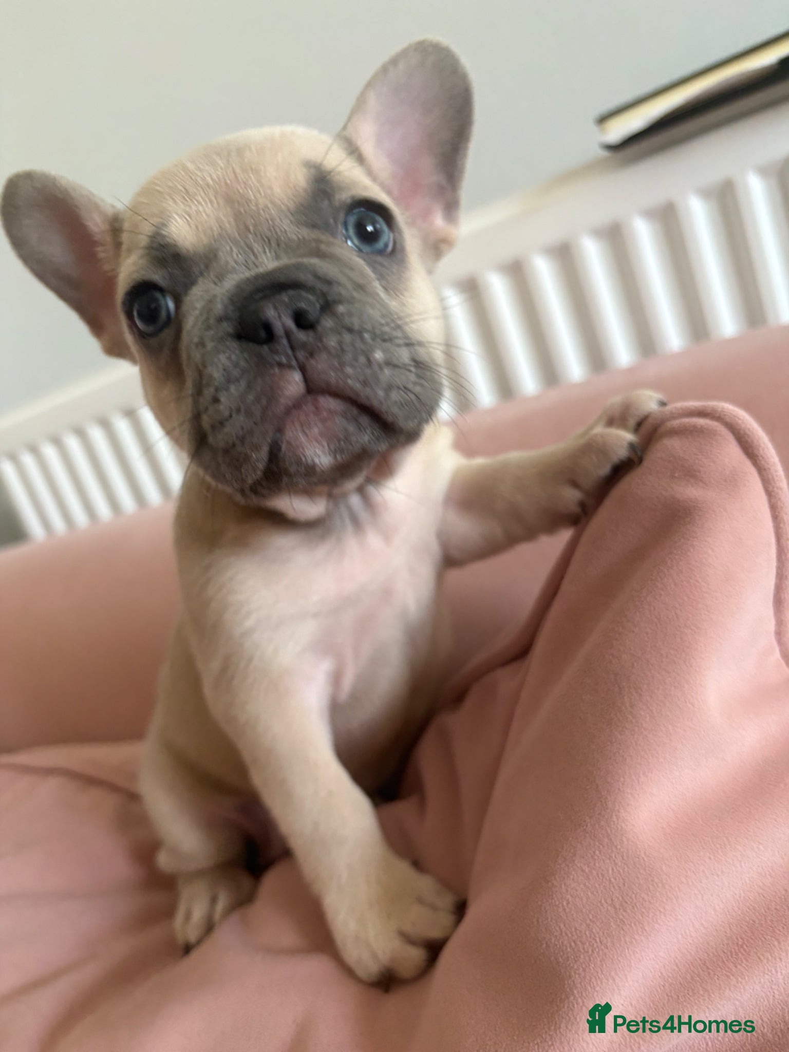 French Bulldog dogs Last stunning French bulldog girl - Advert 9