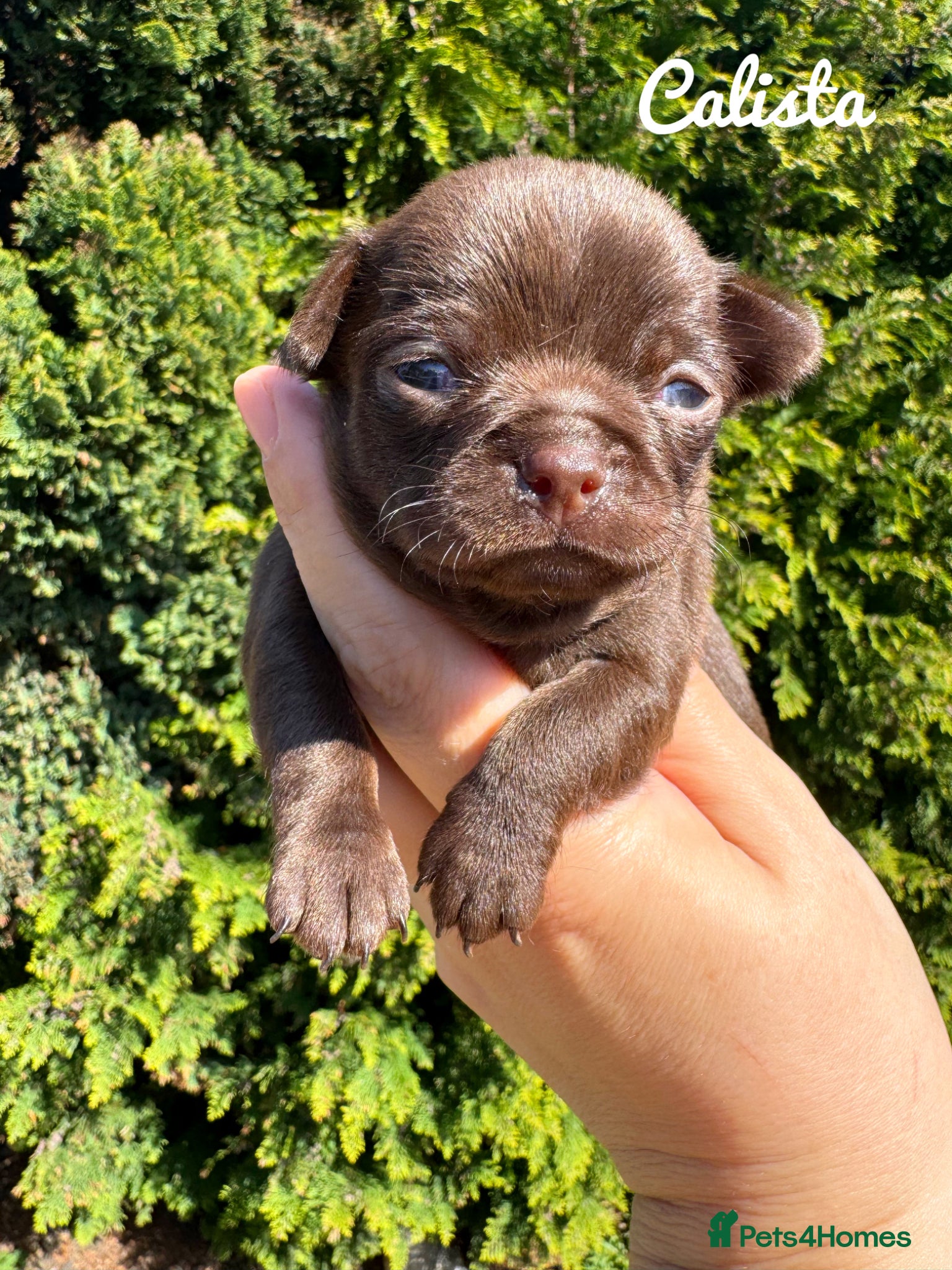 Chihuahua dogs Chihuahua puppies chocolate merle  - Advert 1