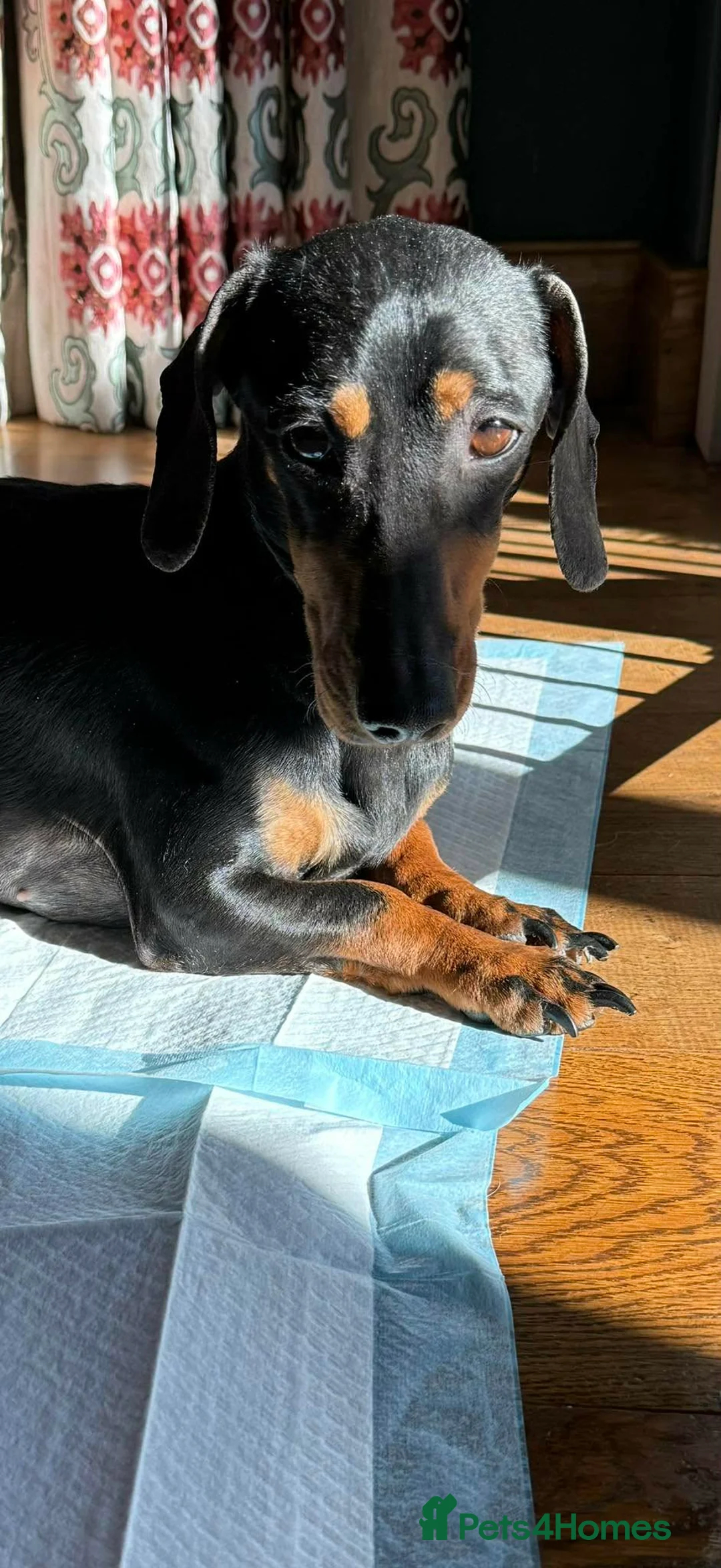 Dachshund dogs for adoption: DOTTY - Advert 11