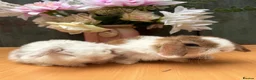 Mini Lop rabbits for sale: Two Beautiful Girls Looking for Their Forever Home - Advert 8
