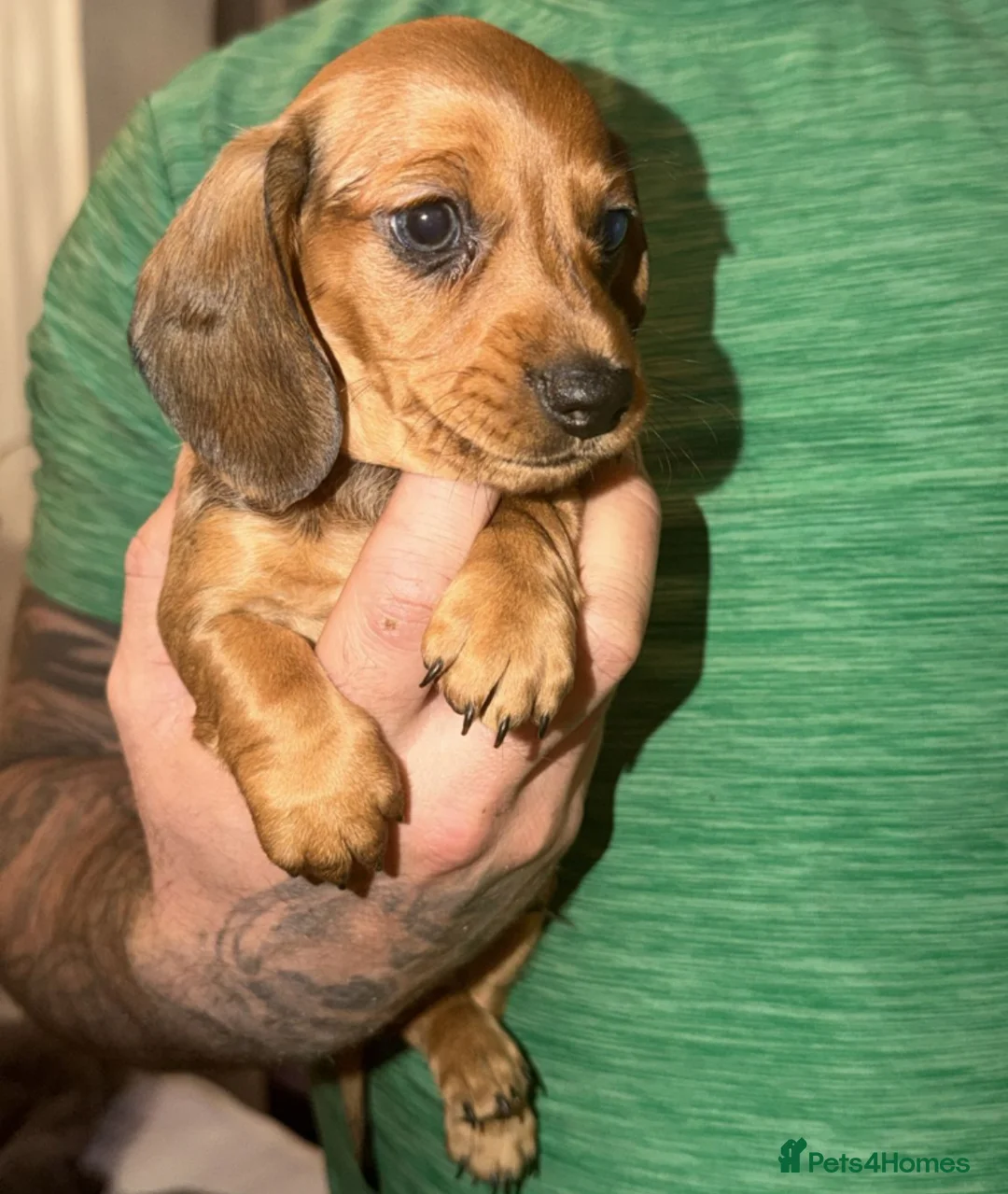 Dachshund dogs for sale: Dachshund puppys - Advert 11