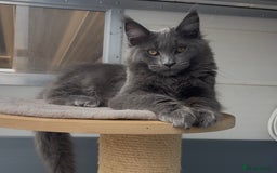 Maine Coon cats for sale: XL maine coon kittens Russia bloodlines Ready Now - Image 8