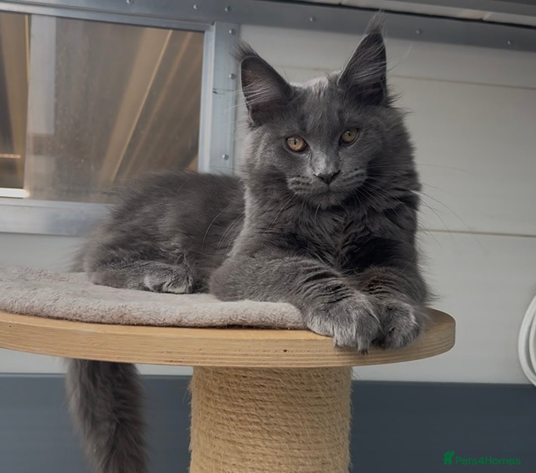 Maine Coon cats for sale: XL maine coon kittens Russia bloodlines Ready Now - Image 8
