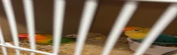 Budgerigars birds for sale: Lovebirds & Budgies  - Advert 1