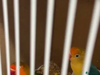 Budgerigars birds Lovebirds & Budgies - Advert 4