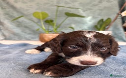 Cockapoo dogs for sale: Cocker Spaniel x Cockapoo Puppies Ready Soon  - Image 23