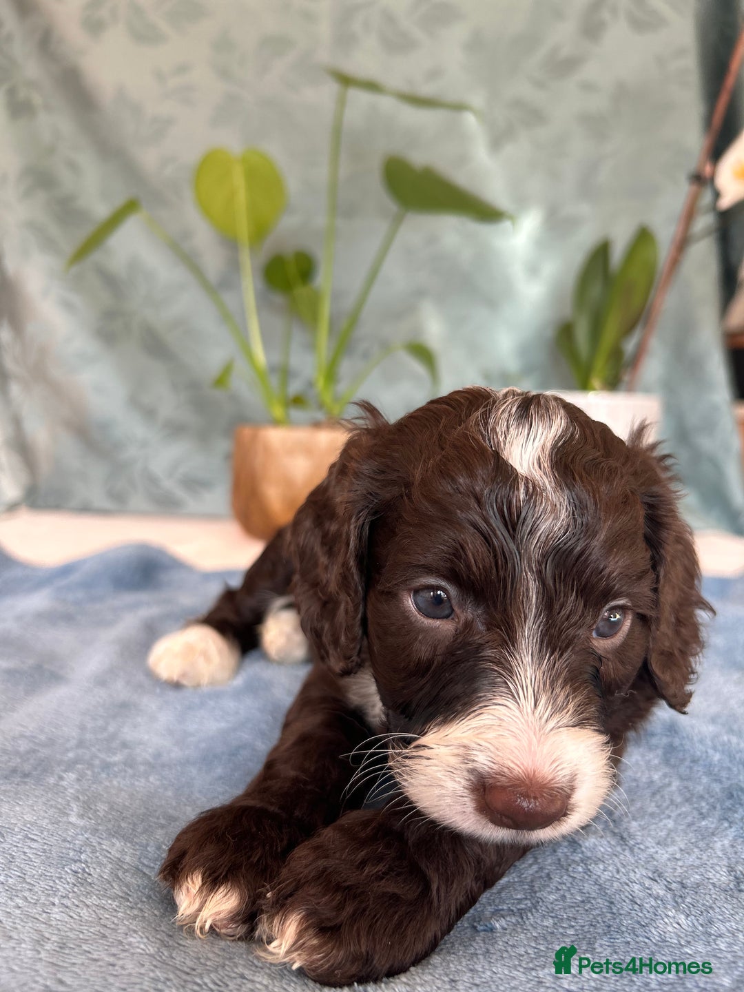 Cockapoo dogs for sale: Cocker Spaniel x Cockapoo Puppies Ready Soon  - Image 23