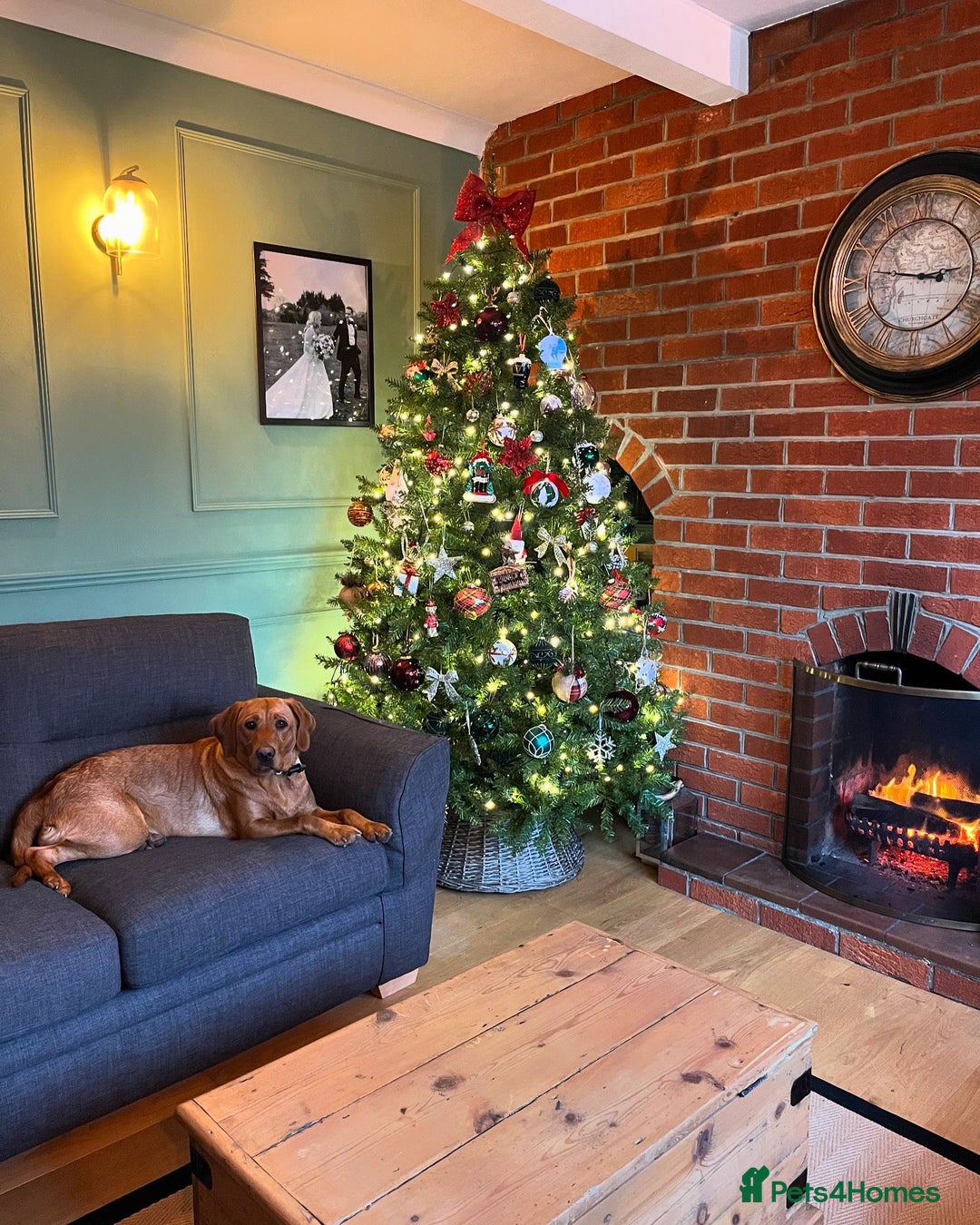 Labrador Retriever dogs for sale: Sykehead are expecting Fox Red lab pups  - Image 19